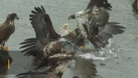 CLIP: Màn cướp mồi ngoạn mục, đại bàng non tung cú đạp khiến đồng loại ngã ngửa xuống nước