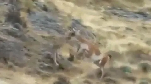 CLIP: Đi săn lạc đà, báo sư tử bị con mồi 'hành' cho thừa sống thiếu chết