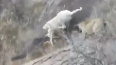 CLIP: Đụng độ đàn chó săn Dogo, báo sư tử nhận cái kết đầy đau đớn