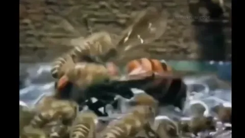 CLIP: Màn đối đầu nghẹt thở, ong mật hợp sức tiêu diệt ong bắp cày xâm nhập tổ