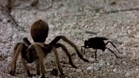 CLIP: Nhện khổng lồ quằn quại dưới nọc độc của sát thủ cánh vàng