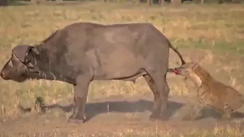 CLIP: Bị linh cẩu cắn vào 'chỗ hiểm', trâu rừng to lớn nhanh chóng 'giương cờ trắng đầu hàng'