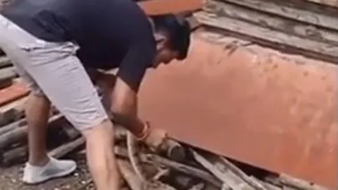 CLIP: Dùng tay không bắt rắn cực độc, người đàn ông nhận cái kết đầy đau đớn