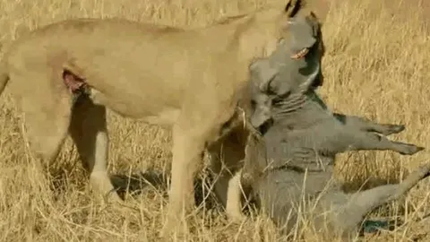 CLIP: Bị sư tử ngoạm được cổ, lợn bướu vẫn đủ sức 'lật kèo', húc thủng bụng kẻ đi săn chạy thoát thân