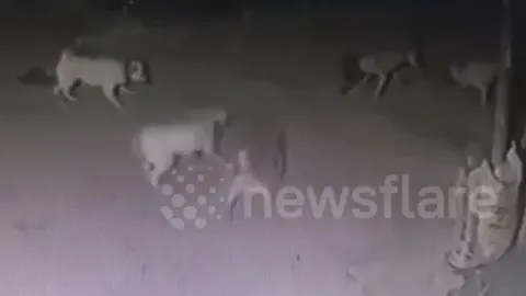 CLIP: Một mình đối đầu với sáu con chó nhà, rắn hổ mang nhận cái kết thê thảm