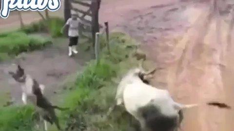CLIP: Chủ động lại cắn bò đực, chó nhà kẻ bị đá, con bị húc văng lên không trung