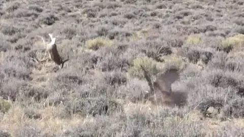 CLIP: Bị đại bàng truy sát, thỏ rừng tung 'ngón võ' khiến kẻ đi săn ôm hận