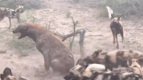 CLIP: Bụng mang dạ chửa, một mình linh cẩu chiến đấu với đàn chó hoang và cái kết