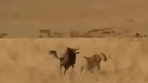 CLIP: Đi săn linh dương đầu bò, sư tử từ kẻ đi săn biến thành con mồi