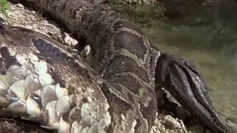 CLIP: Tham lam nuốt cá sấu, trăn khủng nhận 'quả báo' ngay sau đó