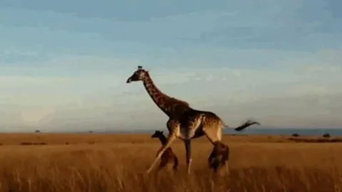 CLIP: Đi săn hươu cao cổ, sư tử bị con mồi đạp cho 'nhừ xương'