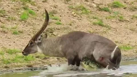 CLIP: Bị cá sấu tấn công, linh dương đạp thẳng mặt kẻ đi săn rồi chạy thoát thân