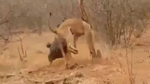 CLIP: Đi săn gặp con mồi 'có máu điên', sư tử vội vàng tháo chạy khi bị linh dương đầu bò húc liên tiếp 