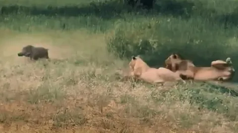 CLIP: Bầy sư tử ngạc nhiên, ngơ ngác khi con mồi chạy qua trước mặt