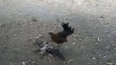 CLIP: 'Ủ mưu' săn gà con, diều hâu bị phụ huynh con mồi 'xử tử' ngay tức khắc