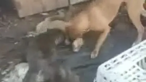 CLIP: Lẻn và chuồng bắt trộm gà, cáo bị 2 con chó Pitbull tóm được và cái kết bi thảm