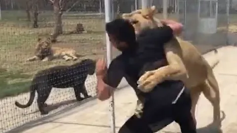 CLIP: Người đàn ông bị sư tử vồ và cái kết khiến người xem thót tim