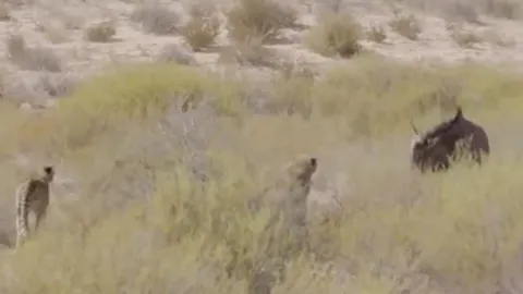 CLIP: Bị 4 con báo săn truy sát, linh dương đầu bò nổi điên tấn công ngược lại kẻ đi săn và cái kết mỹ mãn