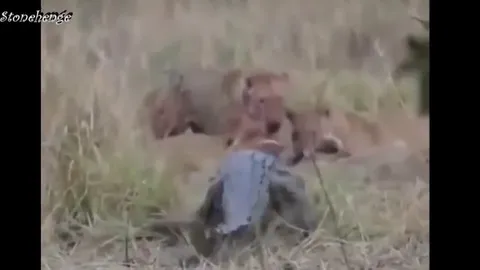 CLIP: Cuộc đụng độ nghẹt thở giữa cá sấu và bầy sư tử