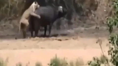 CLIP: Voi "giải cứu" trâu rừng khỏi hàm tử thần của sư tử và cái kết đầy bất ngờ