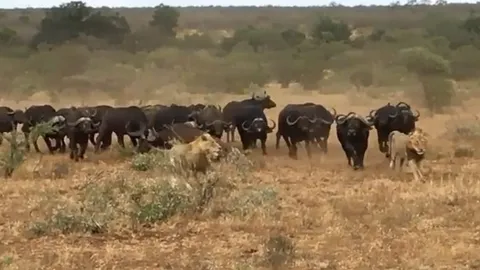 CLIP: Đàn trâu rừng hợp sức "giải cứu" đồng loại, sư tử tháo chạy tán loạn