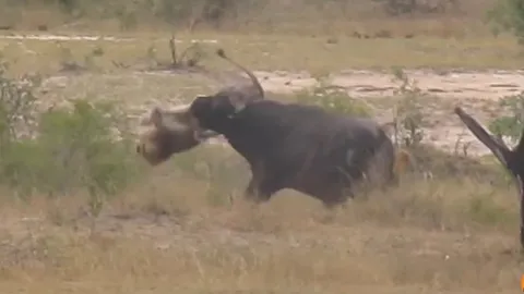CLIP: Trâu rừng tung cú húc, hất văng sư tử đực lên không trung