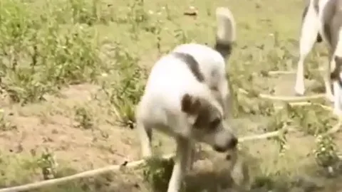 CLIP: Đụng độ 4 con chó nhà, rắn hổ mang bị kẻ thù xé xác