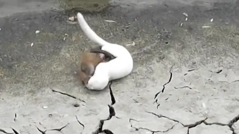 CLIP: Cuộc chiến sinh tử nghẹt thở giữa chồn sương và chuột cống