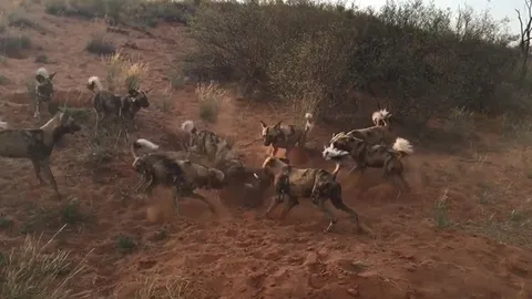 CLIP: Đàn chó hoang châu Phi hợp lực hạ gục lợn rừng trong cuộc săn đầy kịch tính