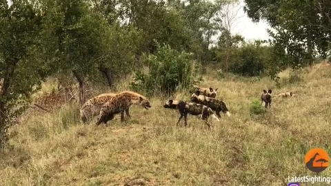 CLIP: Linh cẩu tháo chạy sau cuộc chạm trán kịch tính với đàn chó hoang châu Phi