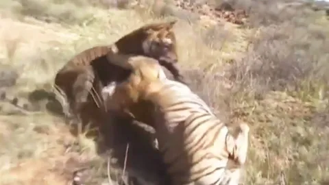 CLIP: Cuộc chiến sinh tử giữa hai mãnh hổ, chỉ một con sống sót