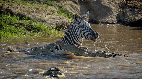 CLIP: Bị tấn công bất ngờ, ngựa vằn nhanh chân đá vào miệng cá sấu nhưng vẫn không tránh thoát cái chết thảm khốc