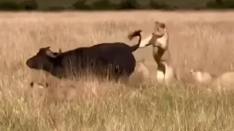 CLIP: Liều lĩnh săn trâu rừng khỏe mạnh, sư tử bị húc ‘bầm dập’