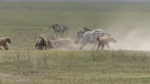 CLIP: Sư tử ung dung hưởng lợi sau trận chiến sinh tử giữa linh cẩu và ngựa vằn