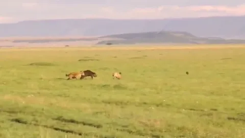 CLIP: Bi kịch của trâu rừng con, nạn nhân của bầy linh cẩu khát máu