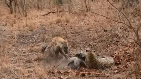 CLIP: Báo hoa mai chật vật hạ sát lợn bướu, linh cẩu thừa cơ ‘xẻ thịt’ con mồi