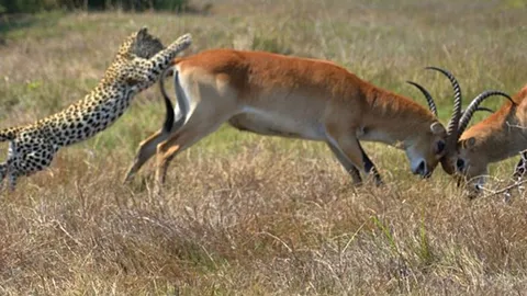 CLIP: Linh dương ác chiến dữ dội không hề hay biết ‘tử thần’ tiến lại gần và cái kết đắng chát