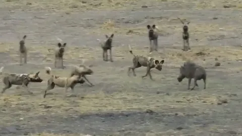 CLIP: Bị bầy chó hoang hung dữ truy sát, lợn bướu vẫn có thể thoát thân nhờ thứ không ngờ tới