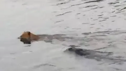 CLIP: Sang sông bị cá sấu truy sát, sư tử nhận cái kết khó tin