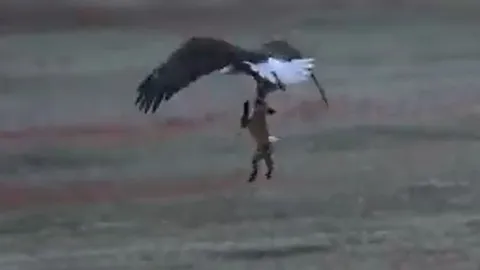 CLIP: Vừa săn được thỏ, cáo đỏ bị đại bàng tóm được và cái kết