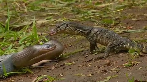 CLIP: Mãn nhãn trước màn tử chiến bất phân thắng bại của kỳ đà và rắn sọc dưa