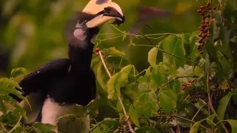 CLIP: Mãn nhãn trước màn săn dơi đỉnh cao của chim hồng hoàng