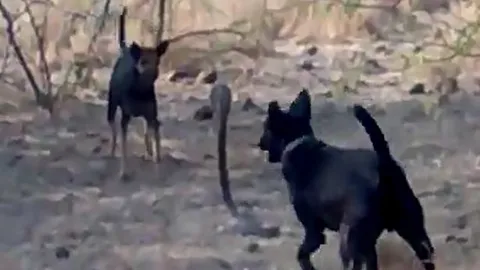 CLIP: Bị 2 con chó nhà tấn công dữ dội, rắn hổ mang vẫn không hề hấn gì