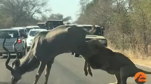 CLIP: Đi săn linh dương kudu, sư tử bị con mồi đạp cho trọng thương nhưng cái kết cuối cùng mới gây 'sốc'