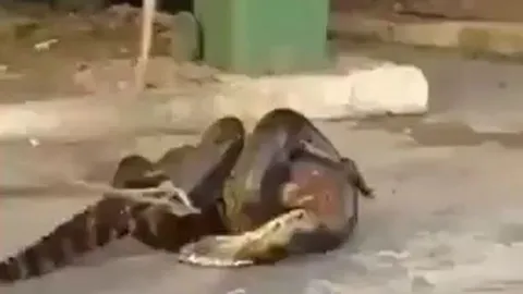 CLIP: Trăn Nam Mỹ tham lam nuốt cá sấu và màn giải cứu đầy gay cấn