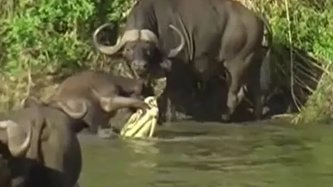 CLIP: Bị cá sấu ngoạm chân, trâu rừng con vẫn có màn thoát thân ngoạn mục