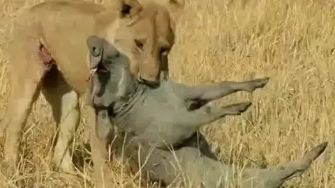 CLIP: Đi săn lợn bướu, sư tử bị con mồi húc thủng bụng và cái kết khó tin