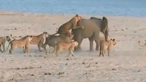 CLIP: Bầy sư tử 'xúm đen xúm đỏ' vẫn không thể hạ sát voi rừng