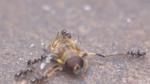 CLIP: Đi lạc vào địa bàn của kiến quân đội, ong bắp cày phải trả giá bằng cả tính mạng