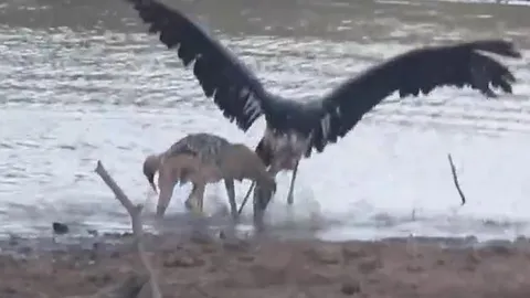 CLIP: Đụng độ chó rừng, cò nhận cái kết bi thảm